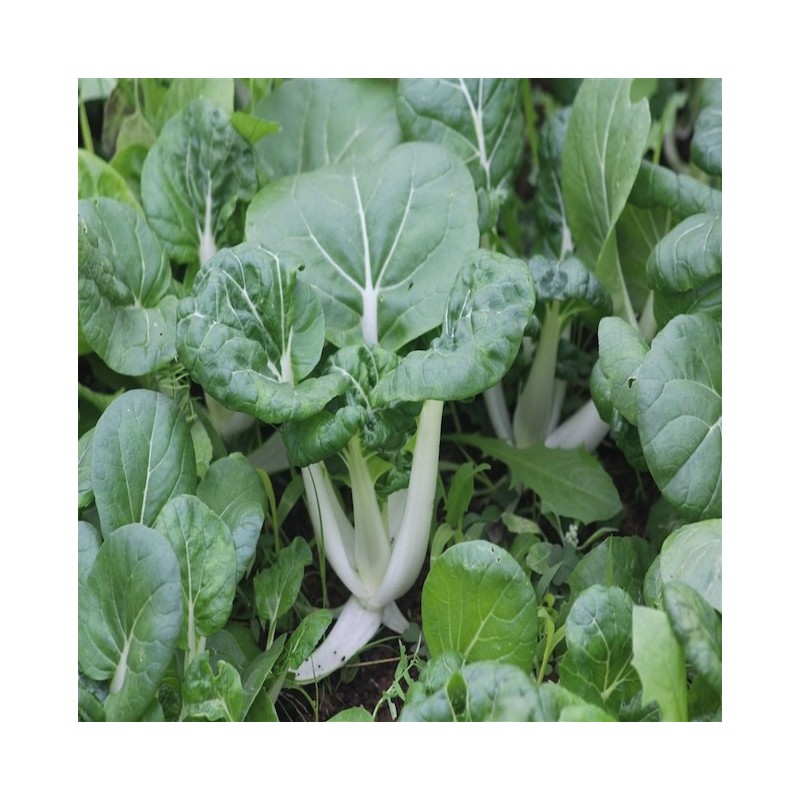 Canton Bok Choy