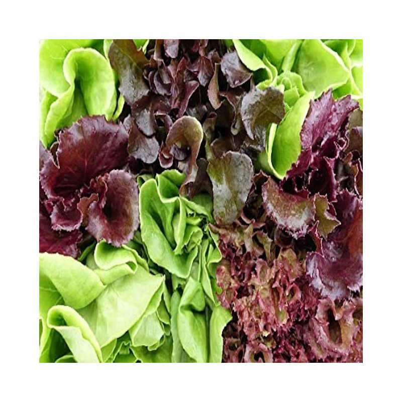 Lettuce Spring Mix