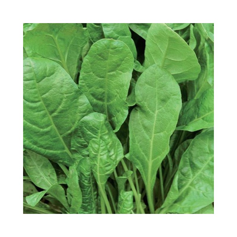 Smooth Green Leaf Swiss Chard