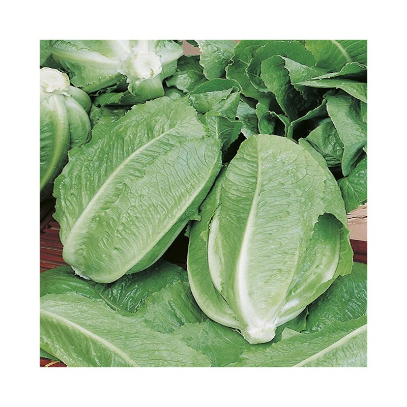Romaine Lettuce