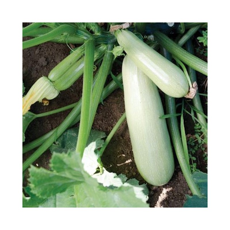 Zuchinni White Long Buy Garden Seeds Online Zappa Seeds