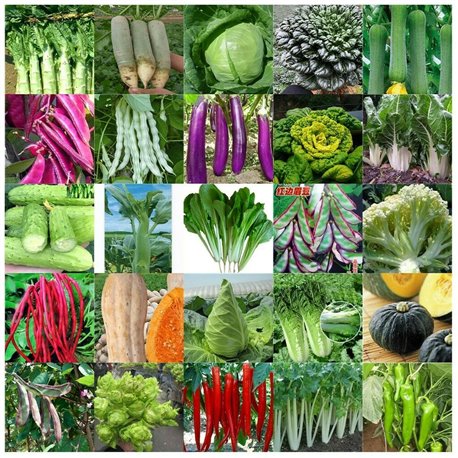 100 Packets Herb & Vegetable: Bulk Seed Packets