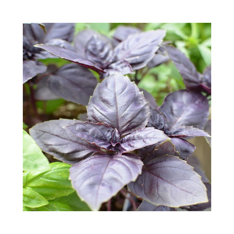 Red Leaf Basil