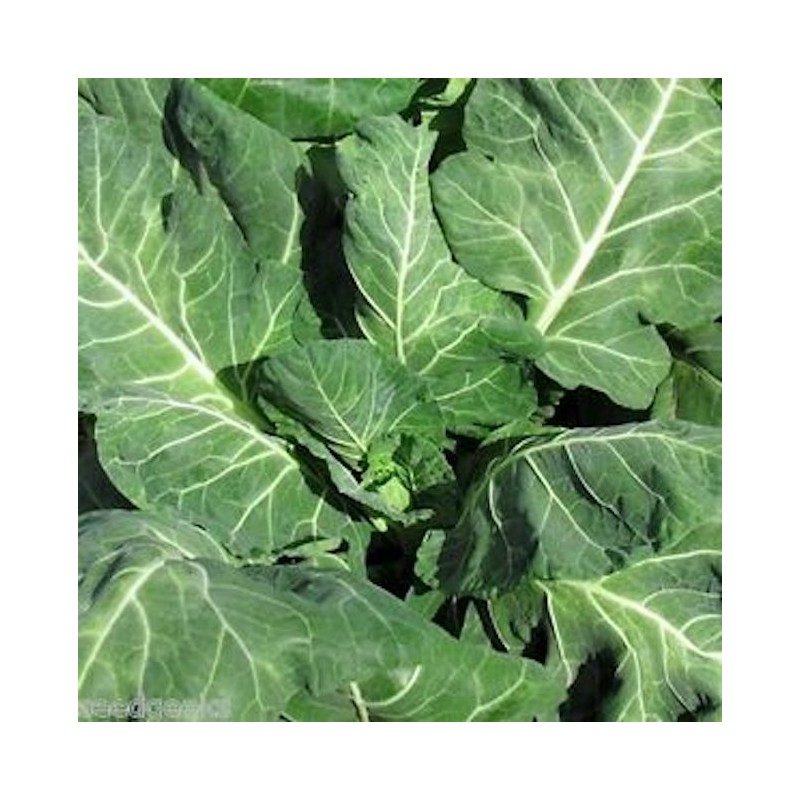 Vates Collards