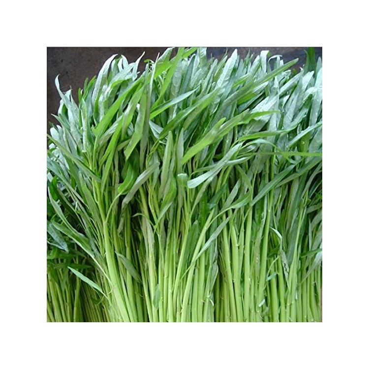 200 Aquatica Water Spinach Bamboo Large Leaf Chinese Vegetable Seeds