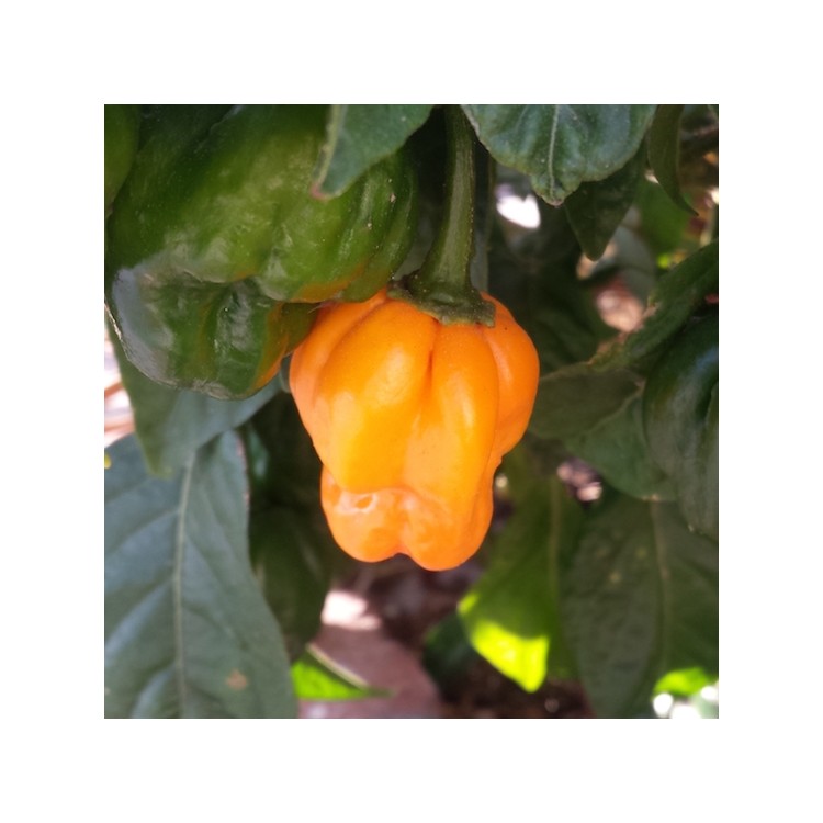 Scotch Bonnet Pepper