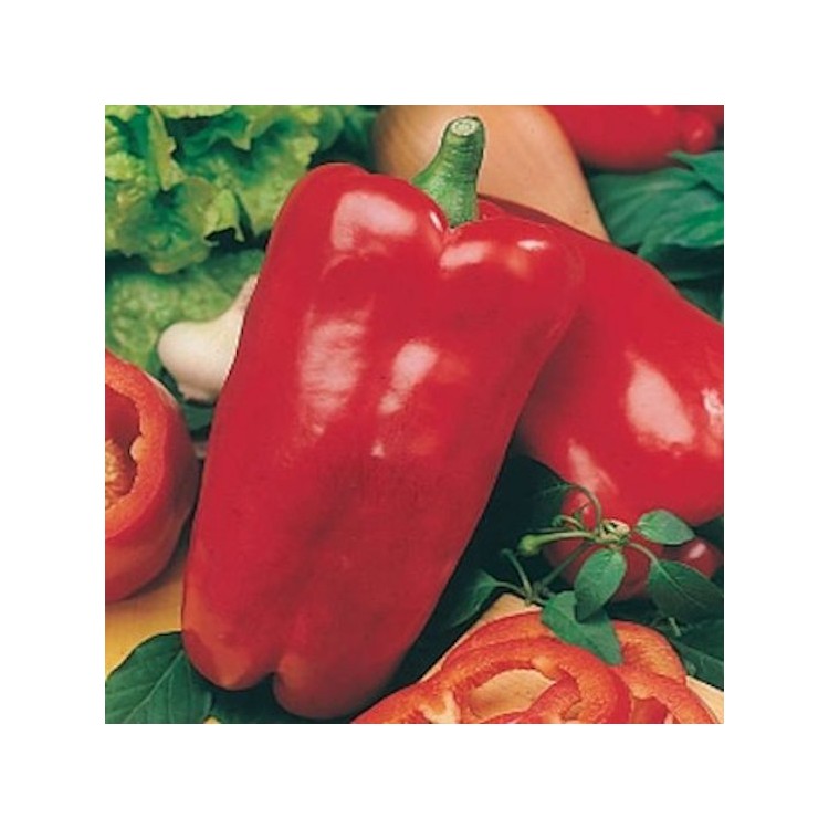 Sweet Pepper Nocera Rosso