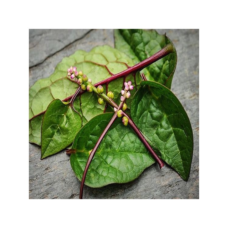 Red Malabar Spinach
