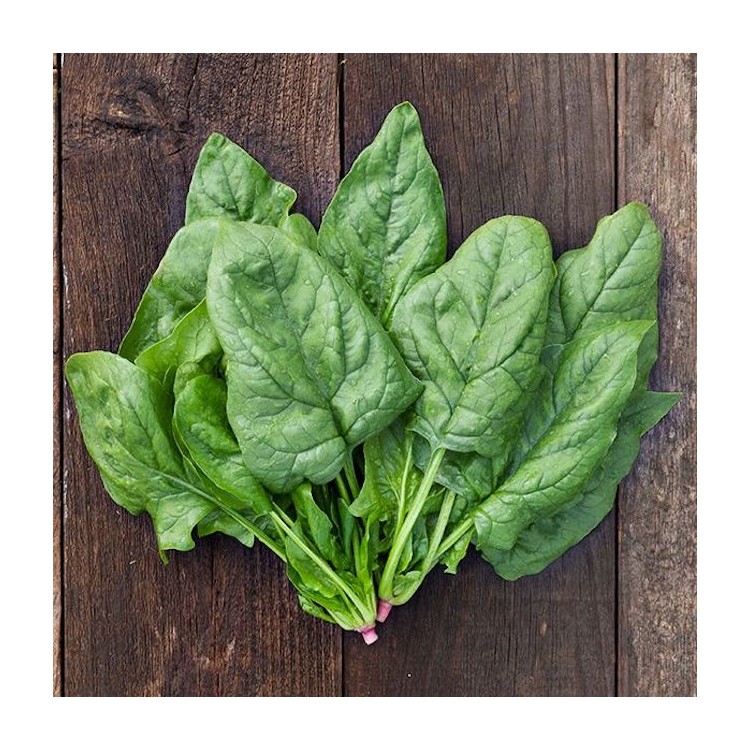 BEGINNERS VEGETABLE GARDEN SEED PACK BUY GARDEN SEEDS ONLINE