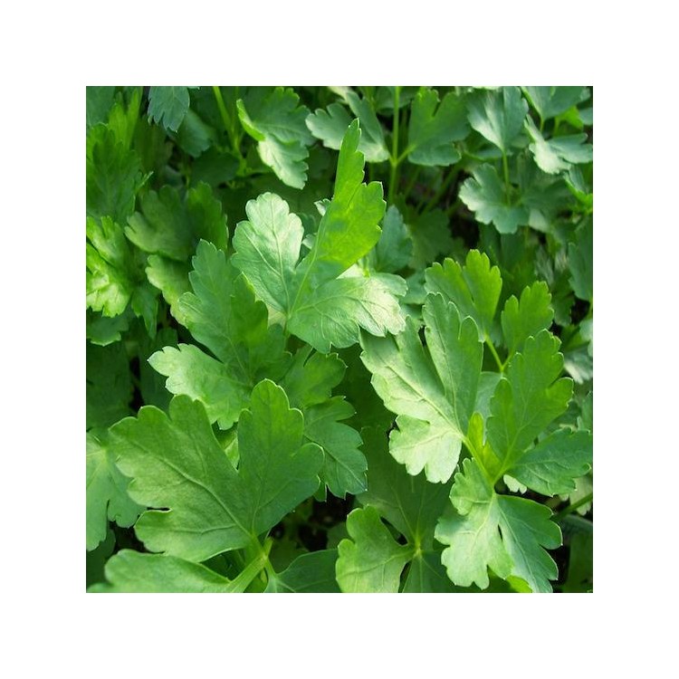 DELUXE HERB GARDEN Buy Garden Seeds Online Zappa seeds