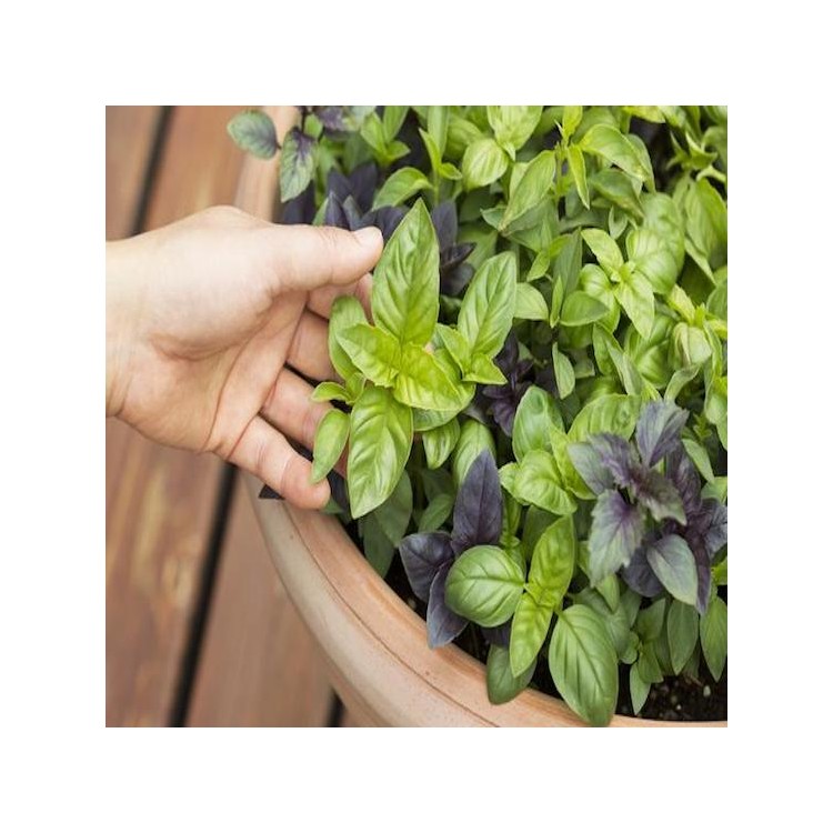 DELUXE HERB GARDEN Buy Garden Seeds Online Zappa seeds