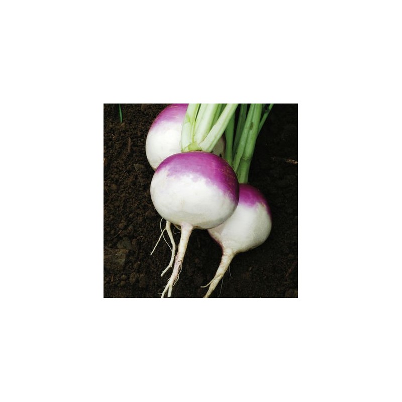 Flat Purple Top Turnip