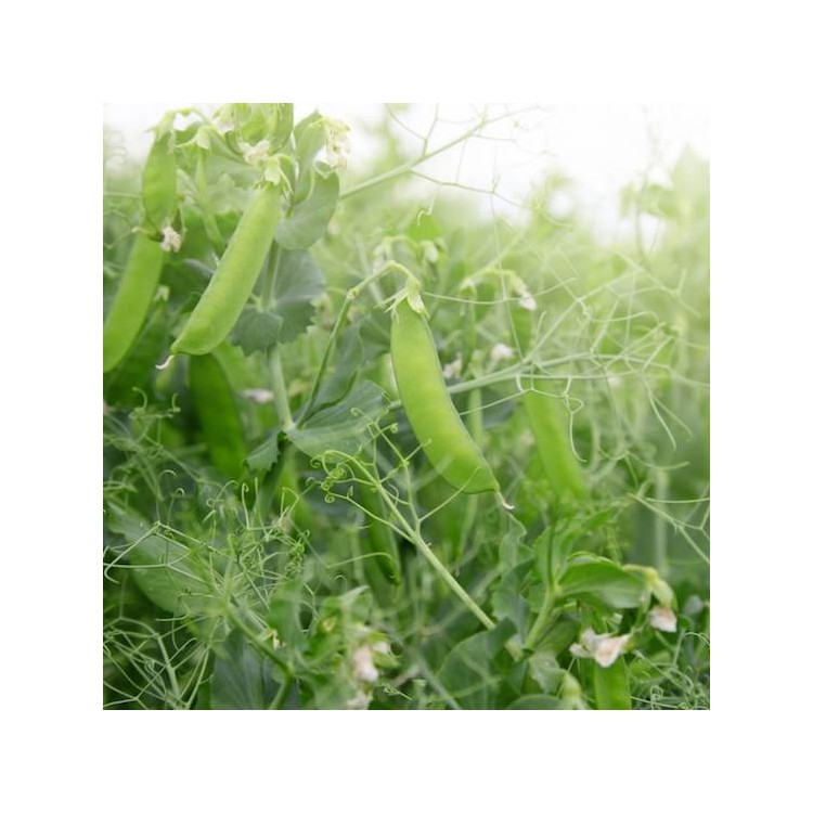 Shelling Bush Pea