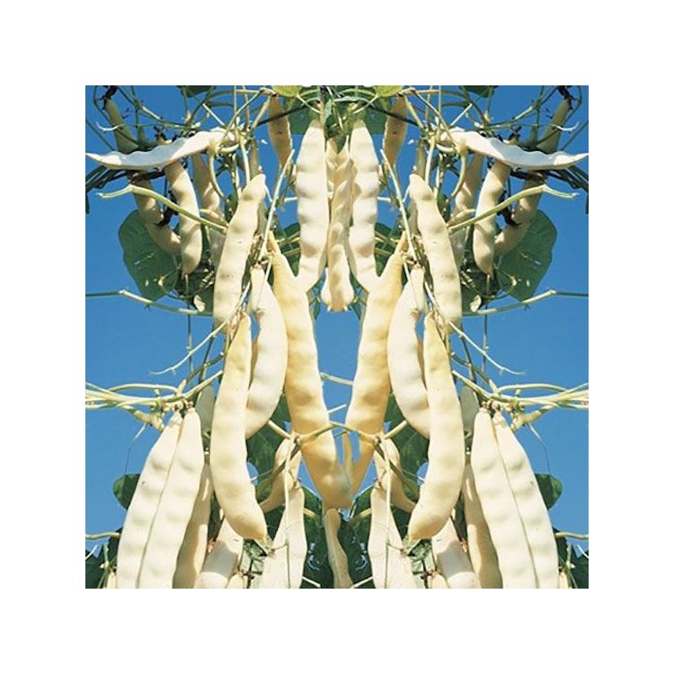 Bean Meraviglia Di Venezia Grano Nero (Pole) - flat broad, stringless edible, black seed