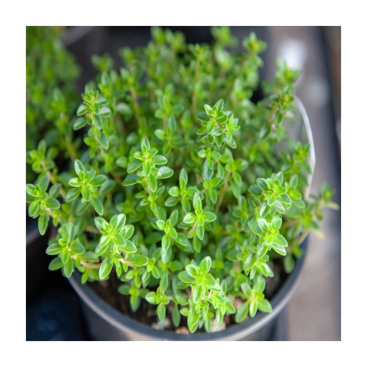 Thyme Buy Garden Seeds Online Zappa Seeds