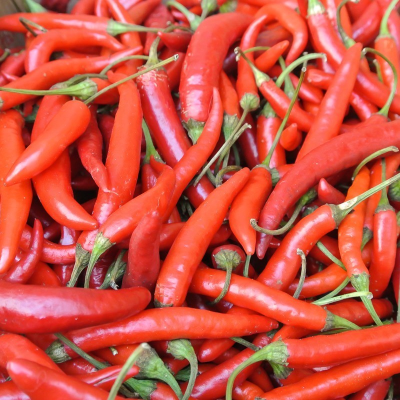 Chili Red Hot Pepper F1