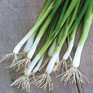 Bunching Onion