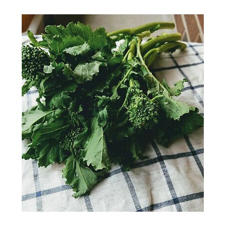 Rapini 60 Days