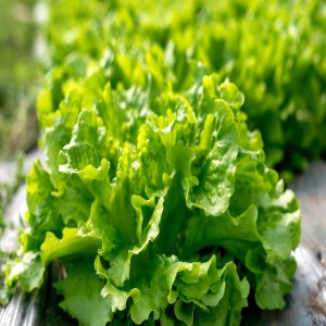 Black-Seeded Simpson Lettuce