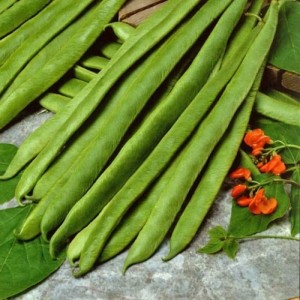 Bean Cannellino (Bush)