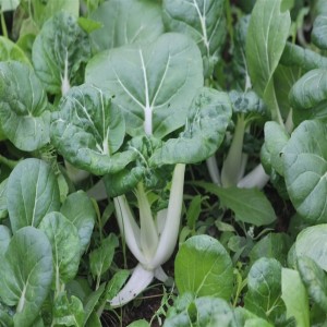 Canton Bok Choy