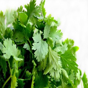Coriander / Cilantro