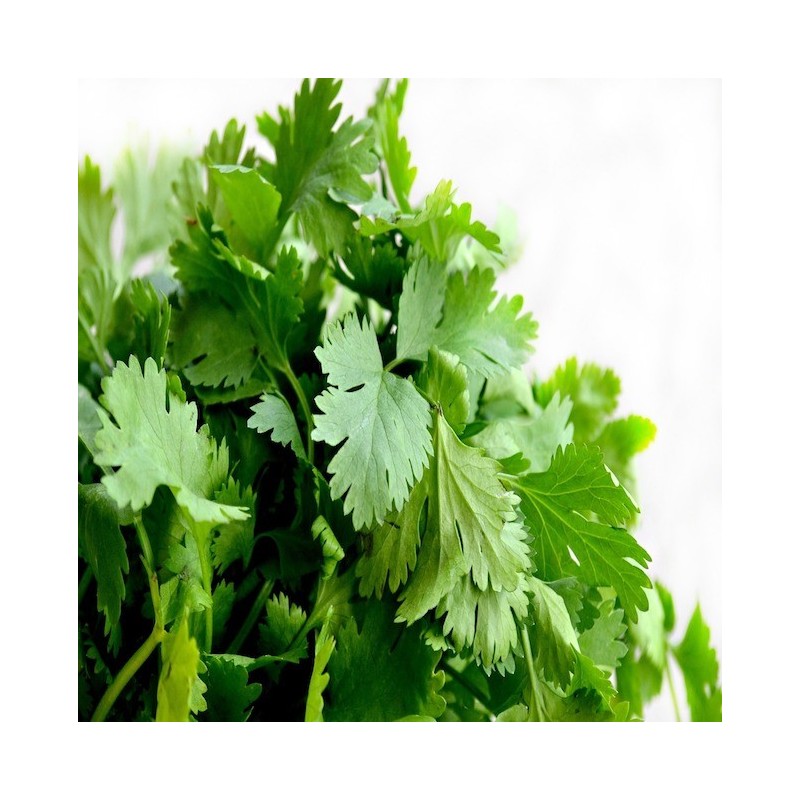 Coriander / Cilantro Seeds Buy Herb Seeds Online Zappa Seeds