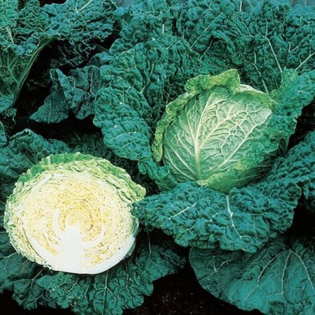 Savoy Cabbage