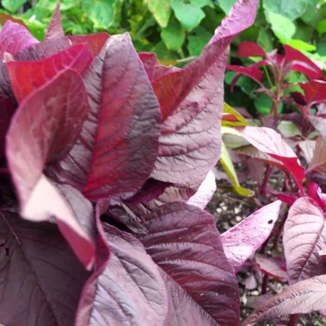 Alapati 20 Red Amaranth
