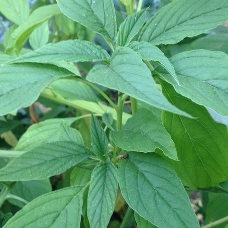 Green Leaf Callaloo