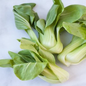 Bok Choy Cabbage