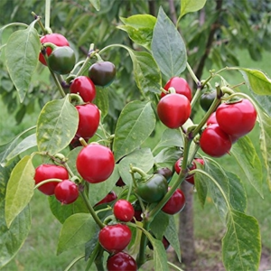 Red Cherry Chili Pepper