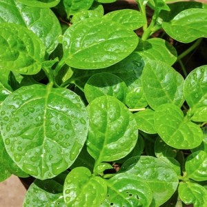 Malabar Spinach