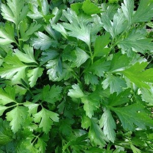 Large Leaf Italian Parsley