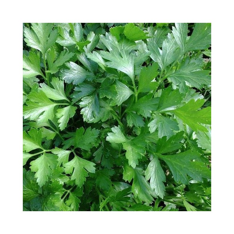 Italian Giant Parsley Gigante Di Napoli Buy Garden Seeds Online