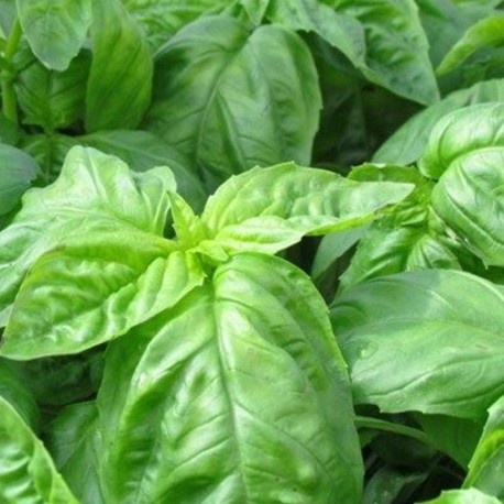 Large Leaf Italian Basil (Napoletano)
