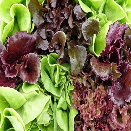 Lettuce Spring Mix