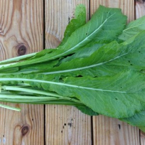 Tendergreen Mustard Spinach