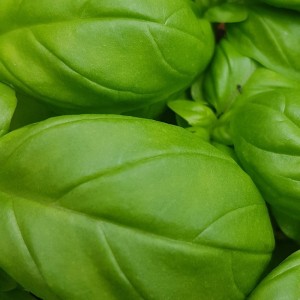 Genovese Basil