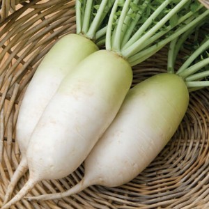 Radish Korean