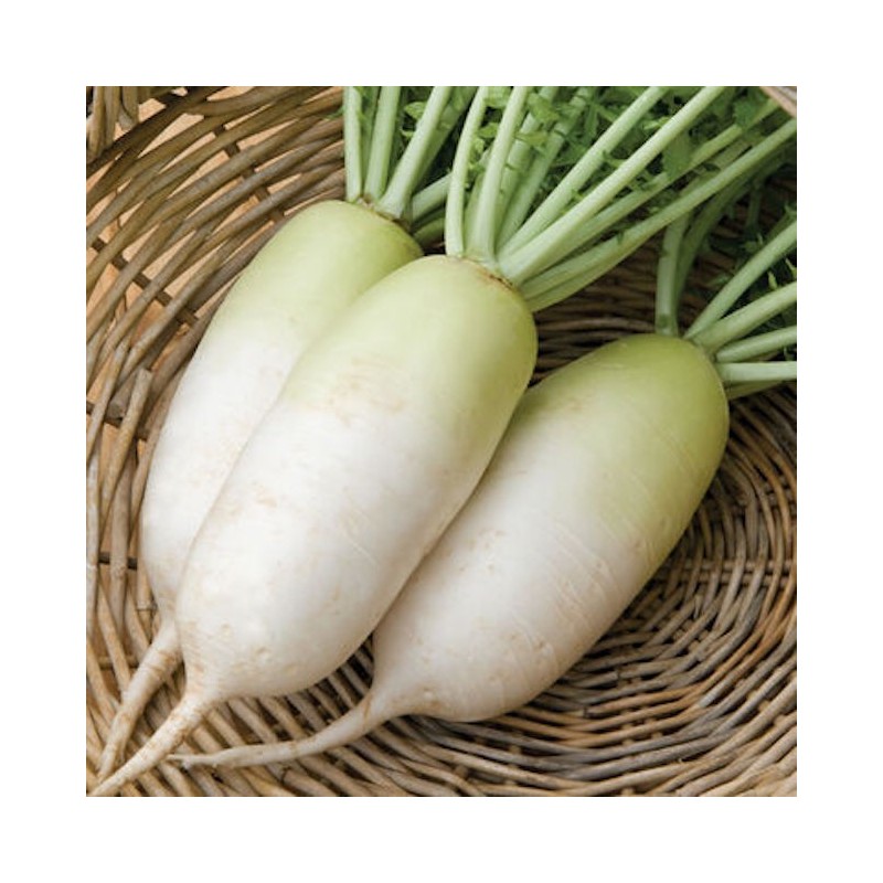Radish Green Top F1 Korean Buy Garden Seeds Online Zappa Seeds