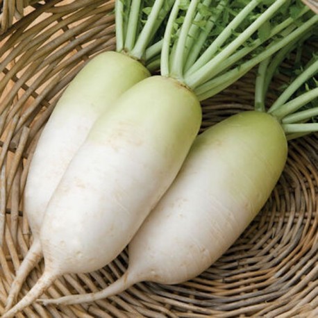 Radish Korean