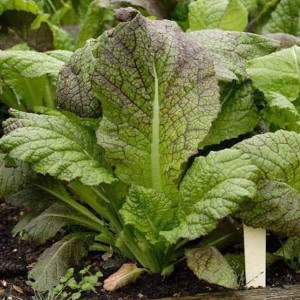 Giant Red Mustard
