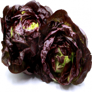 Red Boston Lettuce