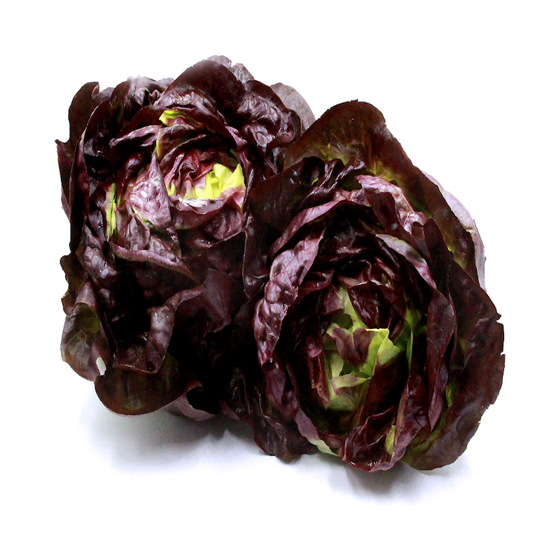 Red Leaf Boston Lettuce Buy Garden Seeds Online Zappa Seeds