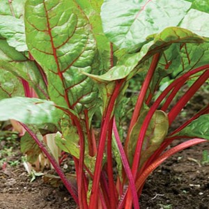 Red Rhubarb Swiss Chard