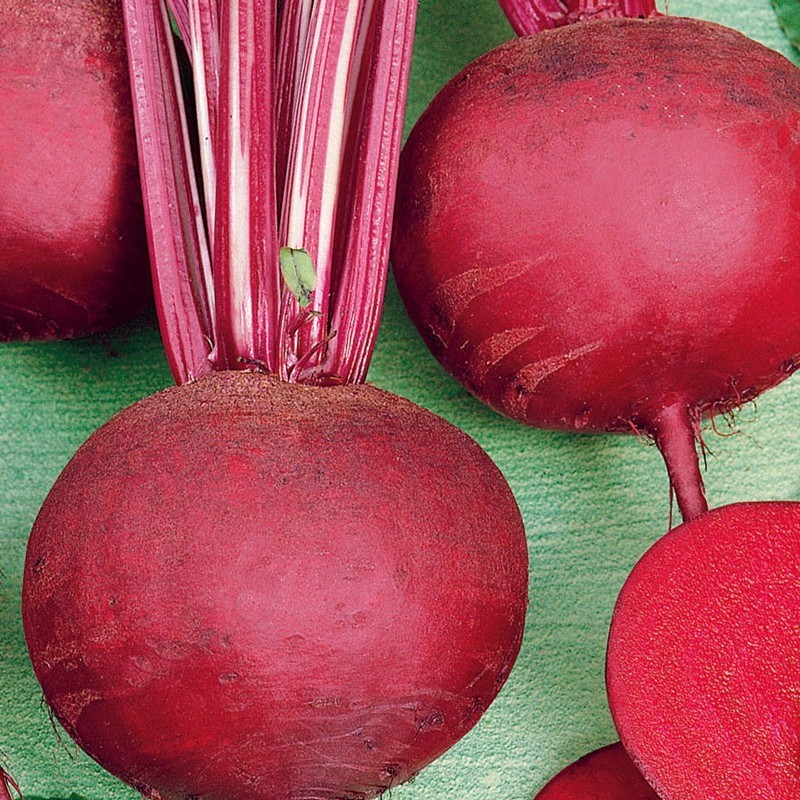 Detroit Dark Red Beet Seeds Grow Beets In Your Garden Zappa Seeds