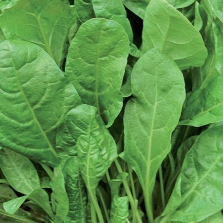 Smooth Green Leaf Swiss Chard