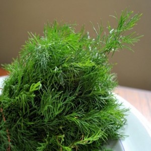 Dill