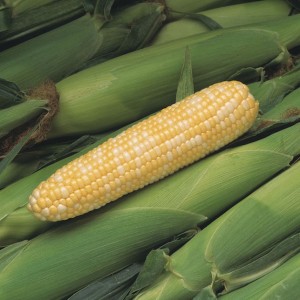 Peaches and Cream Sweet Corn